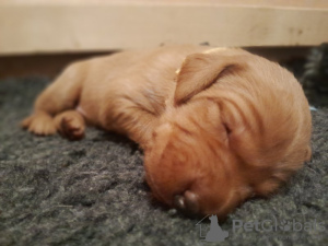 Foto №2 zu Ankündigung № 132766 zu verkaufen foxterrier - einkaufen Deutschland quotient 	ankündigung