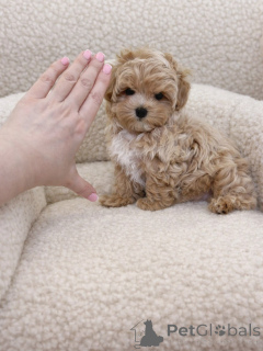 Foto №1. maltipu - zum Verkauf in der Stadt München | verhandelt | Ankündigung № 165532