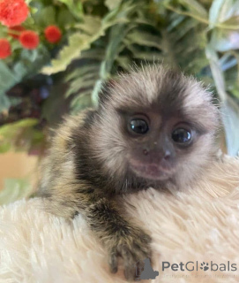 Foto №3. Galaxy ist hier und sucht ein schönes Zuhause. Senden Sie eine Nachricht, wenn. Großbritannien