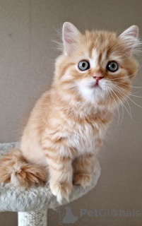 Foto №2 zu Ankündigung № 103691 zu verkaufen schottische faltohrkatze - einkaufen Russische Föderation vom kindergarten