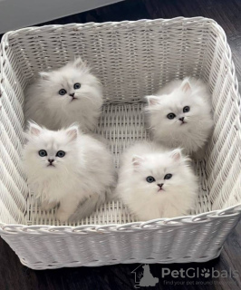 Foto №1. perserkatze - zum Verkauf in der Stadt Аугсбург | 250€ | Ankündigung № 132439