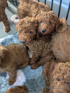 Foto №1. labradoodle, labrador retriever - zum Verkauf in der Stadt Botrop | 450€ | Ankündigung № 172805