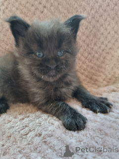 Foto №2 zu Ankündigung № 172397 zu verkaufen maine-coon-katze - einkaufen Belgien 