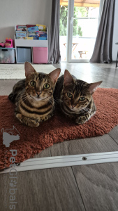 Foto №3. Zwei Bengalkatzen. Großbritannien