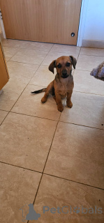 Foto №2 zu Ankündigung № 137998 zu verkaufen  - einkaufen Zypern quotient 	ankündigung