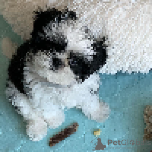 Foto №4. Ich werde verkaufen shih tzu in der Stadt Richmond. züchter - preis - 331€