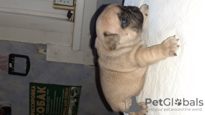 Foto №2 zu Ankündigung № 10656 zu verkaufen französische bulldogge - einkaufen Russische Föderation züchter