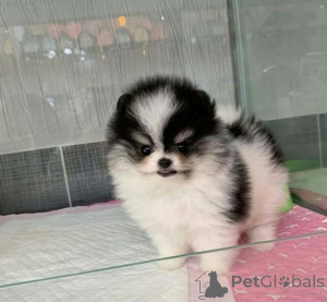 Foto №1. pommersche spitz - zum Verkauf in der Stadt Wien | 500€ | Ankündigung № 160550