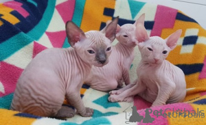 Foto №1. sphynx-katze - zum Verkauf in der Stadt Malaga | verhandelt | Ankündigung № 176416