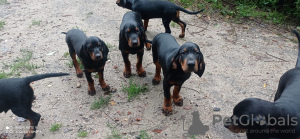 Foto №2 zu Ankündigung № 25412 zu verkaufen slovenský kopov - einkaufen Polen züchter