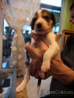 Foto №3. Russische Jagdhundwelpen.. Deutschland