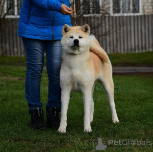 Foto №1. akita - zum Verkauf in der Stadt Cherkassky Bishkin | 2839€ | Ankündigung № 109359