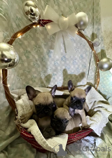 Foto №3. Französische Bulldogge. Serbien