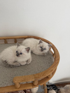 Foto №1. ragdoll-katze - zum Verkauf in der Stadt Berlenlen | 350€ | Ankündigung № 172019