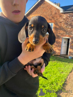 Foto №2 zu Ankündigung № 163602 zu verkaufen  - einkaufen Deutschland 