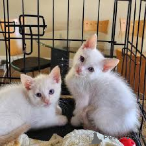 Foto №2 zu Ankündigung № 164246 zu verkaufen siamkatze - einkaufen Belgien quotient 	ankündigung, züchter