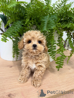 Foto №1. maltipu - zum Verkauf in der Stadt Leipzig | verhandelt | Ankündigung № 158857