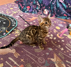 Foto №1. bengal katzenrasse - zum Verkauf in der Stadt Gebraucht | 350€ | Ankündigung № 177545
