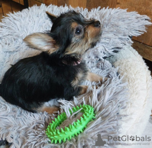 Zusätzliche Fotos: Es sind noch 2 atemberaubende Yorkshire-Terrier-Welpen übrig (10 Wochen alt)