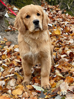 Zusätzliche Fotos: Mädchen Golden Retriever