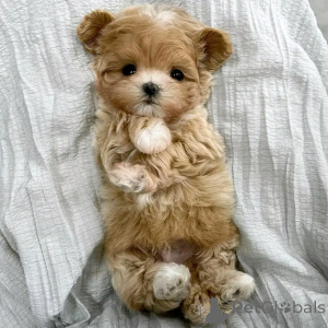 Foto №4. Ich werde verkaufen maltipu in der Stadt Berlin. züchter - preis - 500€