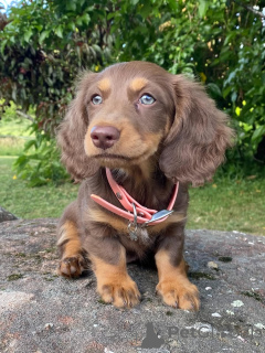 Foto №3. Lernen Sie Benny kennen, kleiner Körper, großes Herz! Dieser abenteuerlustige. Italien