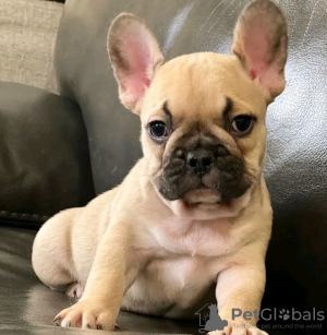 Zusätzliche Fotos: Auf Toilette geschulter Tierarzt. Geprüfte französische Bulldogge