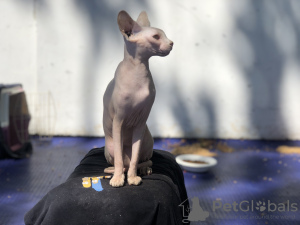 Foto №1. sphynx cat - zum Verkauf in der Stadt Zürich | verhandelt | Ankündigung № 20820