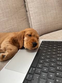 Foto №2 zu Ankündigung № 157996 zu verkaufen english cocker spaniel - einkaufen Deutschland quotient 	ankündigung