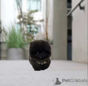 Foto №1. pommersche spitz - zum Verkauf in der Stadt Los Angeles | 425€ | Ankündigung № 135547