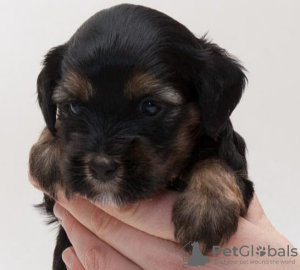 Foto №1. tibet-terrier - zum Verkauf in der Stadt Москва | 924€ | Ankündigung № 123417