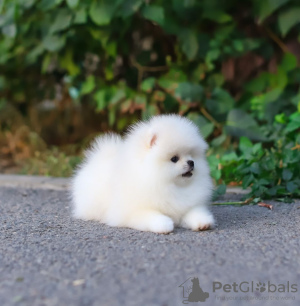 Foto №2 zu Ankündigung № 130661 zu verkaufen pommersche spitz - einkaufen Deutschland quotient 	ankündigung