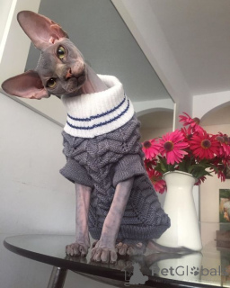 Foto №1. bambino - zum Verkauf in der Stadt Aizlenten | 450€ | Ankündigung № 158829