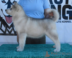 Foto №2 zu Ankündigung № 108947 zu verkaufen alaskan malamute - einkaufen Serbien 