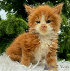 Foto №2 zu Ankündigung № 136295 zu verkaufen maine-coon-katze - einkaufen Südafrika züchter