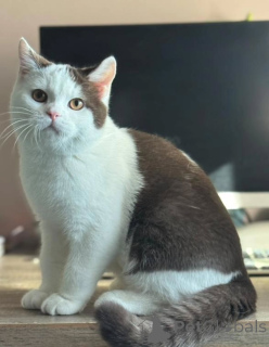 Foto №2 zu Ankündigung № 155692 zu verkaufen britisch kurzhaar - einkaufen Niederlande quotient 	ankündigung