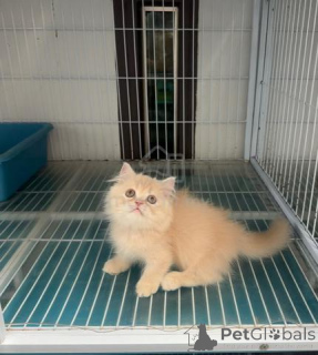 Foto №1. minuet cat langhaarkatze - zum Verkauf in der Stadt München | 300€ | Ankündigung № 174601