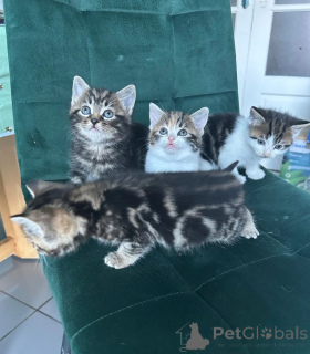 Foto №1. norwegische waldkatze - zum Verkauf in der Stadt Lindau | 350€ | Ankündigung № 169829