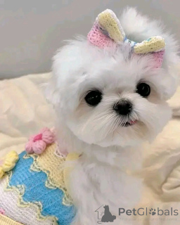 Foto №2 zu Ankündigung № 160059 zu verkaufen malteser - einkaufen Deutschland quotient 	ankündigung, vom kindergarten