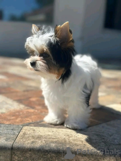 Foto №3. Auf die Toilette trainierter Yorkshire-Terrier. Frankreich