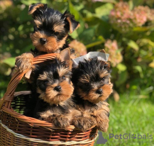 Foto №4. Ich werde verkaufen yorkshire terrier in der Stadt Helsinki. züchter - preis - verhandelt