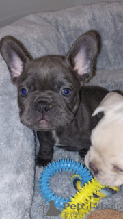Foto №2 zu Ankündigung № 132832 zu verkaufen französische bulldogge - einkaufen Deutschland quotient 	ankündigung