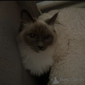 Foto №4. Ich werde verkaufen ragdoll-katze in der Stadt Berlin. quotient 	ankündigung, züchter - preis - 600€