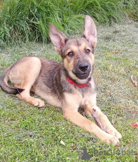 Foto №1. mischlingshund - zum Verkauf in der Stadt Moskwa | Frei | Ankündigung № 146140