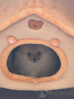 Foto №3. Evan Imad Yousif. Finnland