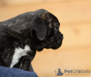 Foto №2 zu Ankündigung № 88633 zu verkaufen bullmastiff - einkaufen Niederlande vom kindergarten