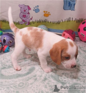 Foto №3. Beagle-Welpen Ab Sofort für Neues zuhause Verflügbar.. Deutschland