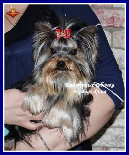 Foto №4. Ich werde verkaufen yorkshire terrier in der Stadt Kiew. vom kindergarten - preis - 2500€