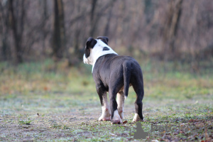 Foto №1. amerikanischer staffordshire terrier - zum Verkauf in der Stadt Belgrad | 3340€ | Ankündigung № 8708