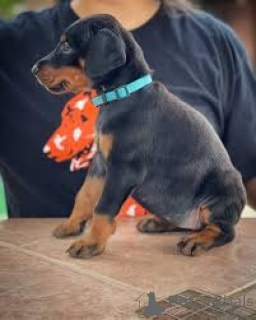 Foto №4. Ich werde verkaufen dobermann in der Stadt Wien. quotient 	ankündigung, züchter - preis - 1000€